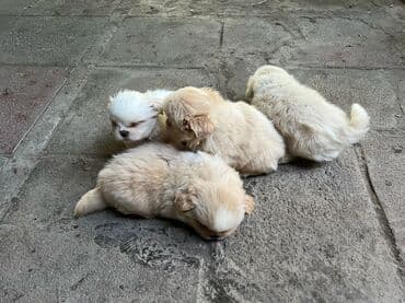 приют для кошек в баку: Пекинес, 2 месяца, Самка — 3