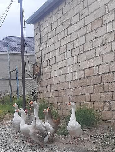 Heyvanlar: 9 ayliq yumurta verir damazliq kuban veyerli sort qaZlarda var qiymet — 2