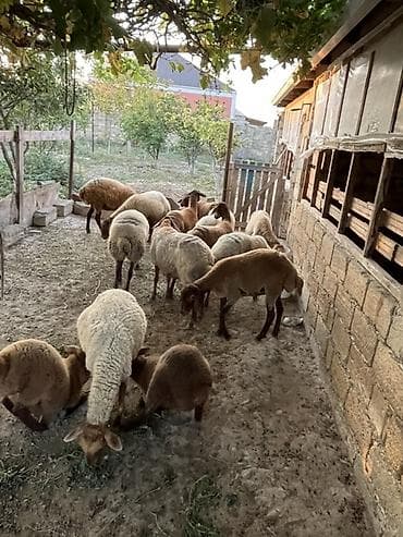karpat ana arı: Qiymet razilasma yolu ile14 bas heyvandi 8 dene dogar qoyundu — 2
