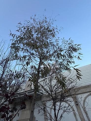 qoltuq ağacı: Ekalipt ağacı – həyət/bağ üçün dekorativ və ətirli ağac - Növ — 4