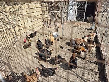 toyuq satişi: Məhsul: Ev quşları (toyuq, xoruz və hind toyuğu/ferma quşları) — 2