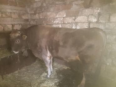 mal qoyun: Kök danadır — 2