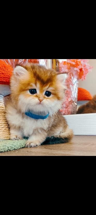 Pişiklər: Qızıl şinşilla — 3