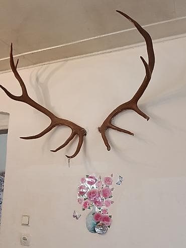 Dekorativ maral buynuzları – divar asma - Təbii görünümlü, iri ölçülü