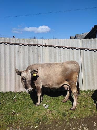 Digər heyvanlar: Erkək balalı.İnək satılır.Beşinci balasıdı. 10 litr süd verir.Balası — 2