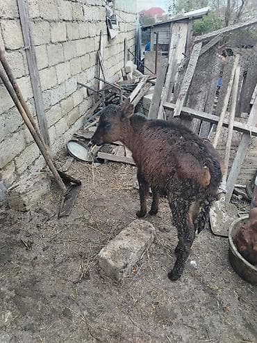 hinduşka satisi: Salam cins inay satilir balasi diwidi hal hazirda 17 letir sagilir — 3