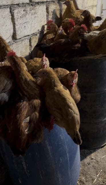 ucuz pudel: Tam sağlam, yerli kənd (beçələr)toyuqlar, 4 aylıqdı xoruzları artıq — 3