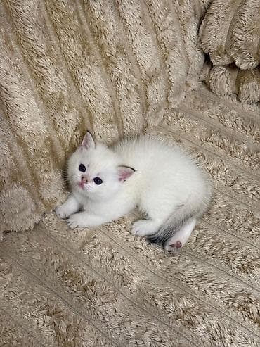 pisik geyimleri: Britan, Erkək, Dişi, Yaxşı əllərə, Ünvandan götürmə, Pulsuz çatdırılma, Ödənişli çatdırılma — 5