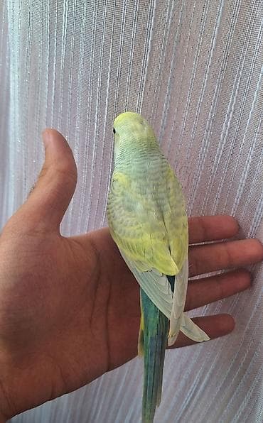 tap az quşlar: ​Özünüzə və ya övladınıza sadiq və rəngarəng dost axtarırsınızsa, bu — 4