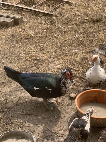 пудель карликовый цена: Lal ördək satılır — 1