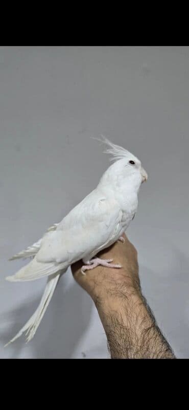 Чай, кофе, напитки: Albinos. 10 ayliq cut el quwlaridi cutlewirler Qiymete gore zeng — 5