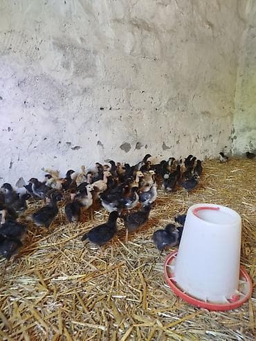 tap az goyercinler: 25 günlük Seçmə kənd cücələri satılır, tam sağlam, superaktiv — 4