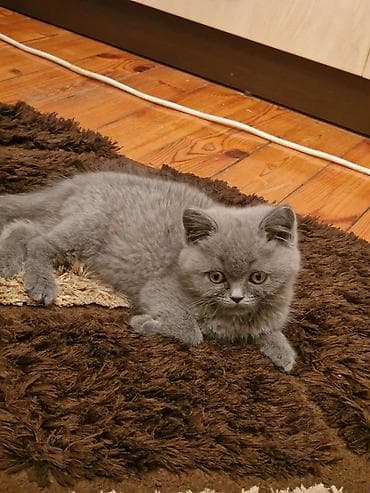 Akvariumlar: Britan yastı qulaq — 4