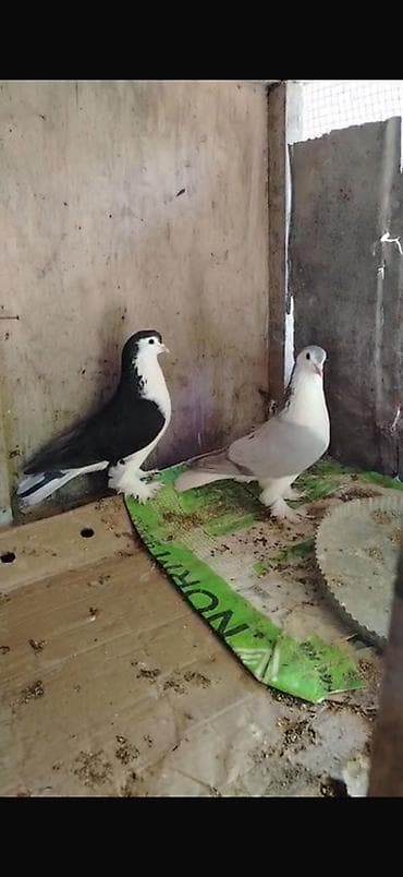 touz quşu: 2 erkey delfin satilir ve ya maya delfinlerle barter olunur ciddi — 1