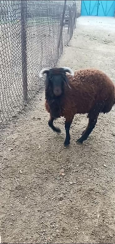 it adları oglan: Salam erkeydi 6 aylığ qurbanlığa düşür — 1