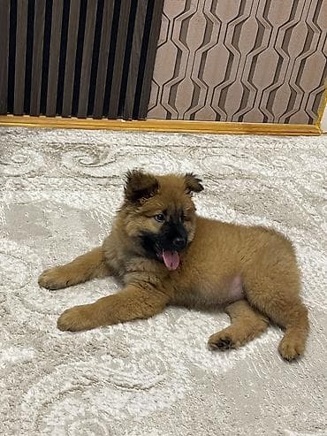 itlə: Çau-Çau, 5 ay, Dişi — 6