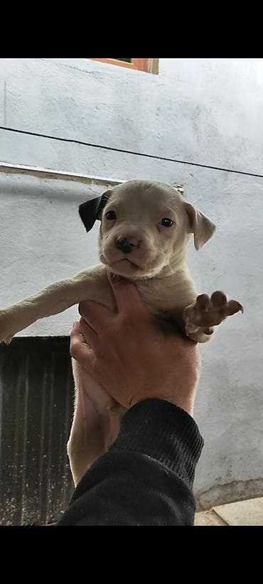 Pitbul, 1 ay, Pulsuz çatdırılma