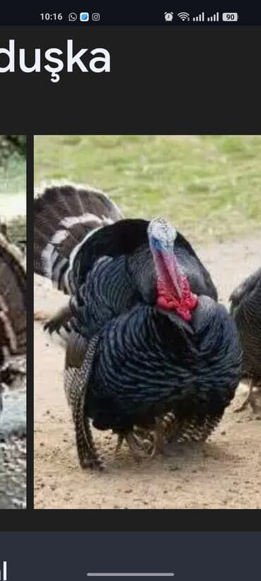 Opel: Bu quşlar, sağlam qidalanma və düzgün qulluqla sürətlə böyüyür və — 6