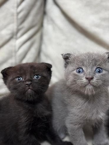 Şotland yastı qulaq