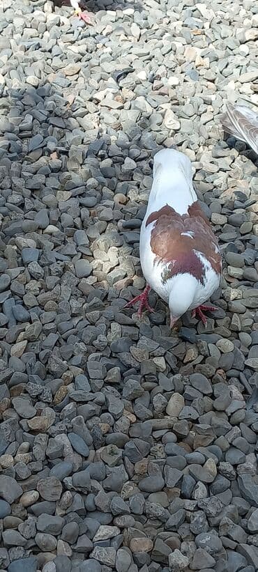 отдам в добрые руки: 4 saat ucub erkeydi — 2