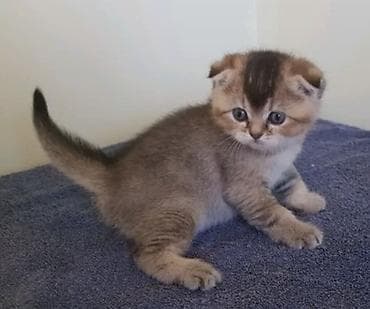 pişiy adları: Şotland yastı qulaq — 3