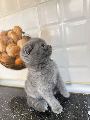 Pişiklər: Şotland yastı qulaq — 3