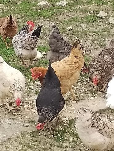 cins ineklerin satisi 2018: Toyuq, Yumurtalıq — 1