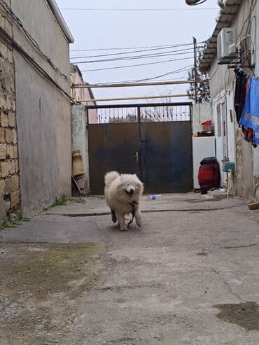 Iran Khodro: Samoyed, Peyvəndli — 1