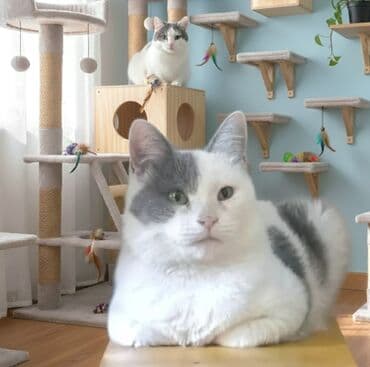 передержка кошек баку: Самка, В добрые руки — 3