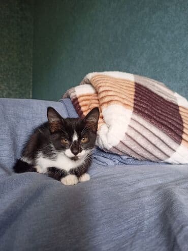 sarı pişik: Erkək, Yaxşı əllərə — 3