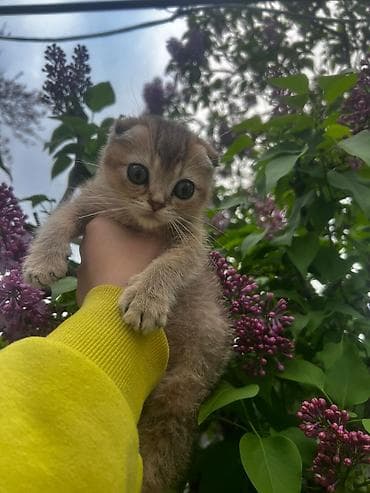 sotland pişik: Şotland — 2