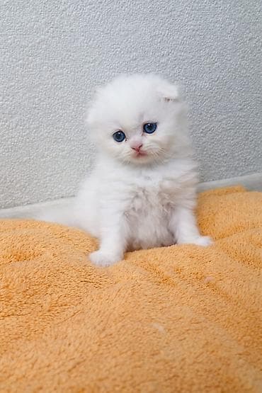 fold: Şotland yastı qulaq, Erkək, Dişi, Yaxşı əllərə, Ünvandan götürmə, Pulsuz çatdırılma, Ödənişli çatdırılma — 1