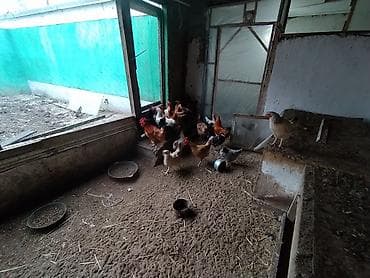 bala it satışı: Toyuq, Damazlıq — 6