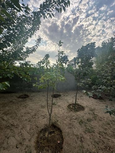 üzüm ağacı: Məhsul: Həyətyanı sahə üçün meyvə ağacları (yaşıl bağ — 4