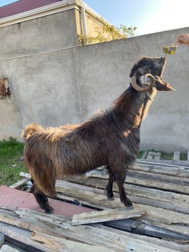 sanen keçi: Hələbdi safqan əsl saxlanmalı heyvandı, cavandı çox iri heyvandı başqa — 8