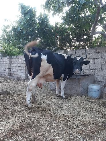 3 qarına cavan temiz ivanovkadi 8 ayın icindedi boğazdıği super — 7