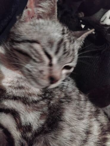 pers pişiy: Tabbi, Dişi, Yaxşı əllərə, Ünvandan götürmə — 4