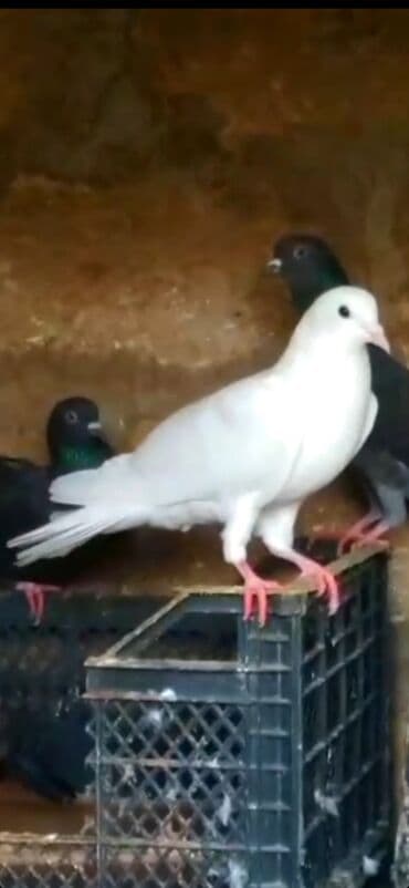 ZAZ: Göyərçinlər — 2