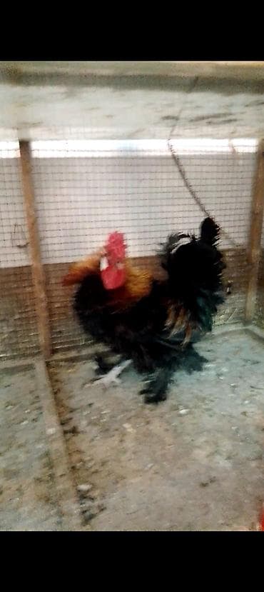 cüce yemi: Toyuq, Damazlıq — 8