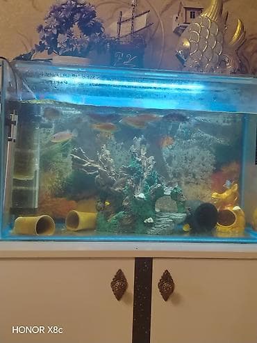 akvarium baliqlari haqqinda melumat: Akvaryum komplekti – şkaflı - Şüşə akvaryum: düzbucaqlı, təxminən — 1