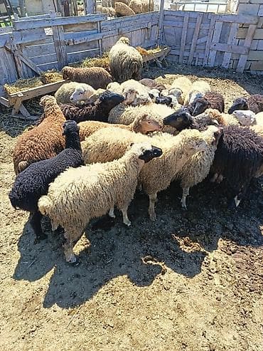 22 Ekey 3 dişi quzu kom satilir 260 manat — 1
