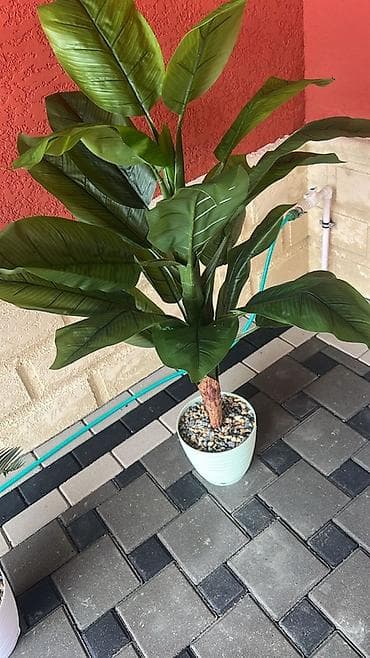 yun xalça: Məhsul: Dekorativ tebii tropik bitkilər (saksıda) Təsvir: - Realistik — 1