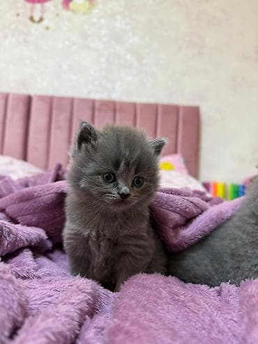 balaca itlər: Britan — 8