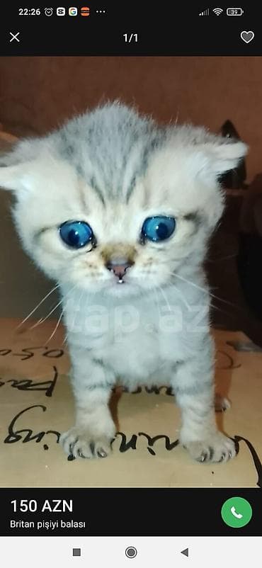 avcarka balaları: Britan — 1