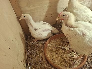 cuce satilir: Куриные цыплята, Для мяса — 2