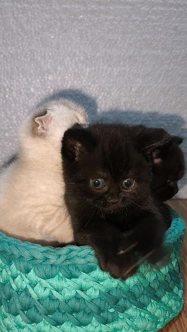 itler pikines type 1: Cins pişiklərdir atası britan, anası şotland satılır 40 gunlukdu qum — 3