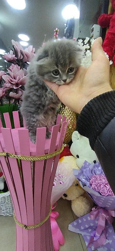 Pişiklər: Şotland uzun tüklü — 5