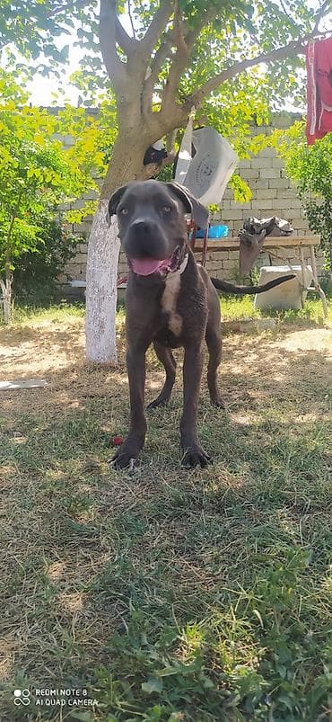 Heyvanlar: Pitbul — 5
