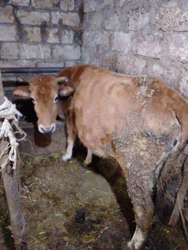 Mal-qara – inək - Yerli cinsə yaxın, qəhvəyi rəngdə inək - Sağım və