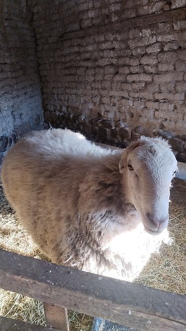 Damazlıq qoç satılıq super heyvandı iri sümükli isdeyen gelib baxa lalafo.az -da Damazlıq qoç satılıq super heyvandı iri sümükli isdeyen gelib baxa